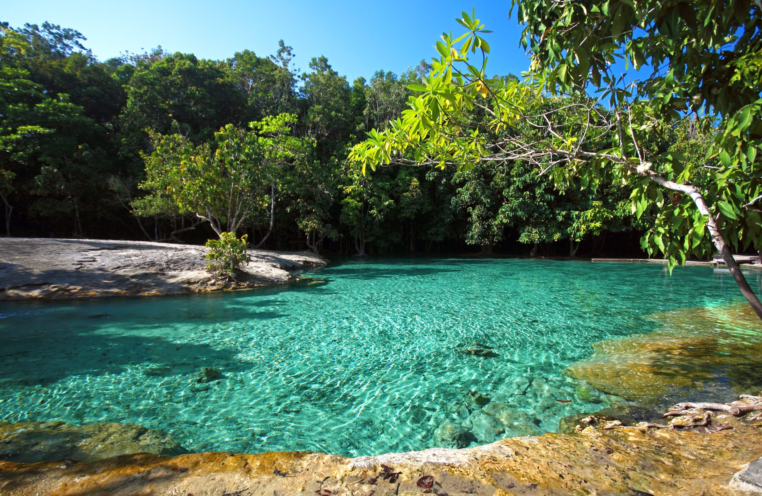 KrabiRainforest1